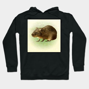 Greater guinea pig Hoodie